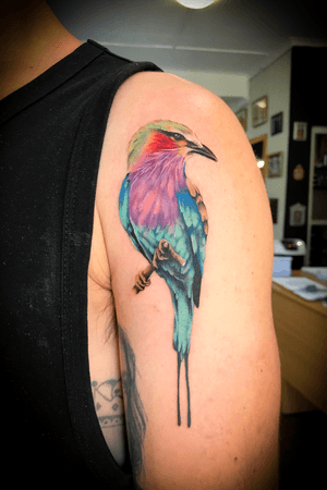 #colourrealism #lilacbreastedrollerbird tattoo on the inner arm #colourtattoo 