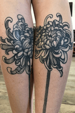 chrysanthemums lines in detail