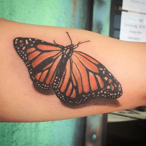 Color monarch butterfly  
