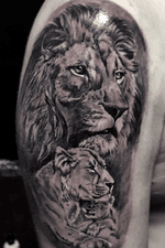instagram.com/krismengiotattoo #krismen #tattoo #blackandgrey #realism #realistic #kharkov #ukraine #lions #bears #liontattoo #animalskulltattoo #wildanimals #wood