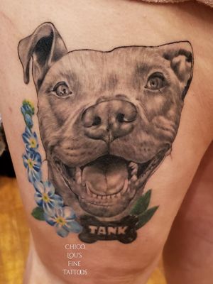 Healed pet portrait of a pretty pitty named Tank. #portraittattoo #pettattoo #pitbull 