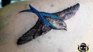 Swallow bird  with cancer ribbon 