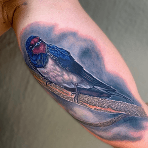 Barn Swallow on a rad client from AZ