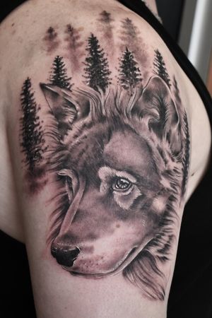 Beginning of sleeve ;) Wolf with trees from today ;) soon next part :) #dktattoos #dagmara #kokocinska #coventry #coventrytattoo #coventrytattooartist #coventrytattoostudio #emeraldink #emeraldinkltd #dagmarakokocinska #wolf #wolftattoo #tattoo #tattoos #tattooideas #tatt #tattooist #tattooshop #tattooedman #tattooforman #killerbee #immortalinnovations #sabre #pantheraink