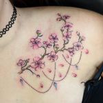 Delicate shading Cherry Blossoms