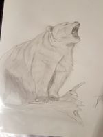 Le cris de l'ours #beartattoo #bear #wildlife #nature 