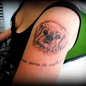 tattoo#dogtattoo#blackandgrey#tattooartist#Nenad#