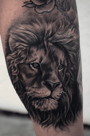 Lion portraits>lion portraits #lion #portrait #lionportrait #realism #blackandgrey 