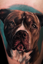  American Pitbull Terrier! Portrait. Instagram:@sf_tattooartist #pitbulltattoo #pitbull #realistic #inked #realistictattoo #realism #colombia #colombiaink #realismocolorido #dogtattoo 