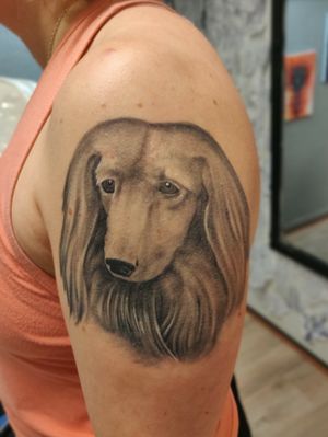 Healed doggo