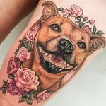 Red Staffy with miniature roses portrait