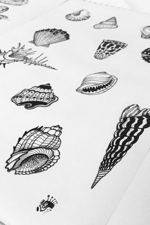 Shell flash, available for tattooing #shell #shells #flash #designs #illustration #blackandgrey #blackwork 