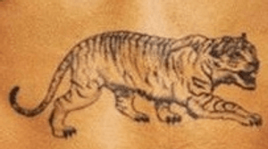 Tiger tatt on lower stomach 🐅