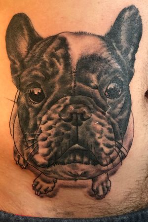 #frenchie 