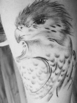 Peregrine Falcon. By Anya