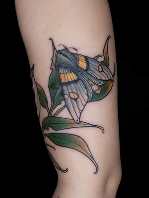 • cover some scars 💛 thanks for your trust •#moth #bird #scars #coverup #color #tat #tattoo #ink #girlswithtattoos #balmtattoo #inked #sketch #drawing #illustration #neotraditional #ladytattooers #ntgallery #germantattooers #neotradeu #tattoos #inkedmag #riagoldtattoo @ladytattooers made with @balmtattoogermany @germantattooers @d_world_of_ink @neotraditionaltattooers @tattoosnob @neotraditional_world @nxt.lvl.tattoo @neotraditionaleurope @skinart_mag @feelfarbig @finest_tattoo_collection @tradtattoos @neotraditionaltattoos