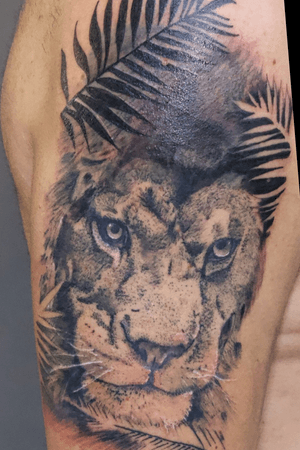 Lion (cover up)