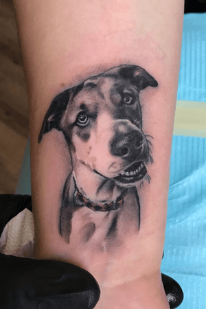Small dog portrait