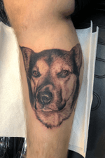 Dog portrait tattoo #cattattoo #blackandgrey #blackandgreytattoo #dallastattooartist #texastattoo #texastattooartist #tattooartist #tattoo #tattoos #realism #dog #germanshepherd #dogtattoo #animal #animaltattoo 