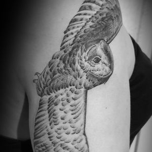 Dotwork barn owl by fade miss fx skin fx in Brighton and Hove
