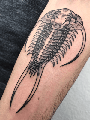 a small trilobite for Nick. #trilobite #fossil #fossiltattoo #linework #lineworktattoo #lineart #lines #etching #etchingtattoo #engraving #mxatattoo #monsteralphabet #armtattoo #insect #insecttattoo #prehistoric 