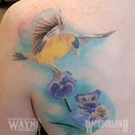 Got to do a bit more work on this goldfinch, looking great! #colortattoo #goldfinch #wonderlandkitchener @cantcontainthewayne www.wonderlandstudioskw.com