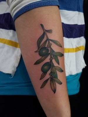 Olive branch symbolizing peace offering 