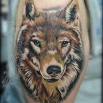 Wolf in color #tattoo #canidae #arm #wolf #head #wildlife #shoulder #carnivore #canis #wolfdog #redwolf #kunmingwolfdog #coyote #handtattoo #photooftheday #design #inked #instapic #tattoos #art #tattedup #instagood #tatted #sleevetattoo #tatts #inkedup #tattoist #instatattoo #coverup #ink #tattoo #arm #skin #pattern #designone #humanbody #font #back #flesh #drawing #art #photooftheday #tatted #instapic #instaart #tats #tattoos #tattedup #instatattoo #tattooed #floridatattooartist #deland #daytona #deltona #florida #volusiacountytattooartist #orlando #tattoosbydreadz #dannycollins 