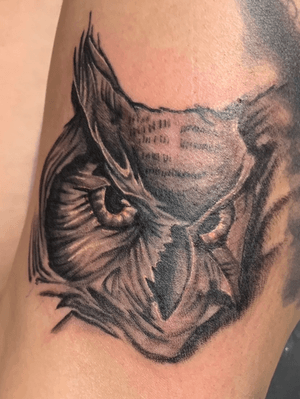 Black and grey Owl