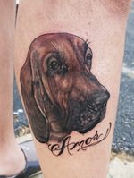 Hound dog color portrait 