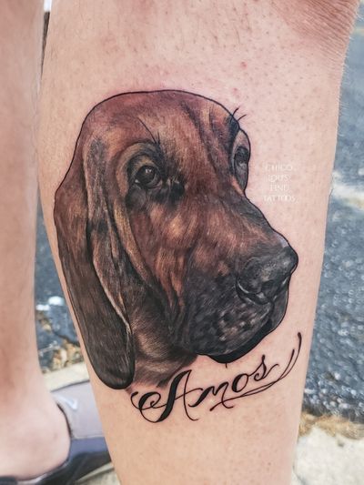 Hound dog color portrait 