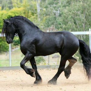 This is the position I want, black, simple, draft horse tattoo...