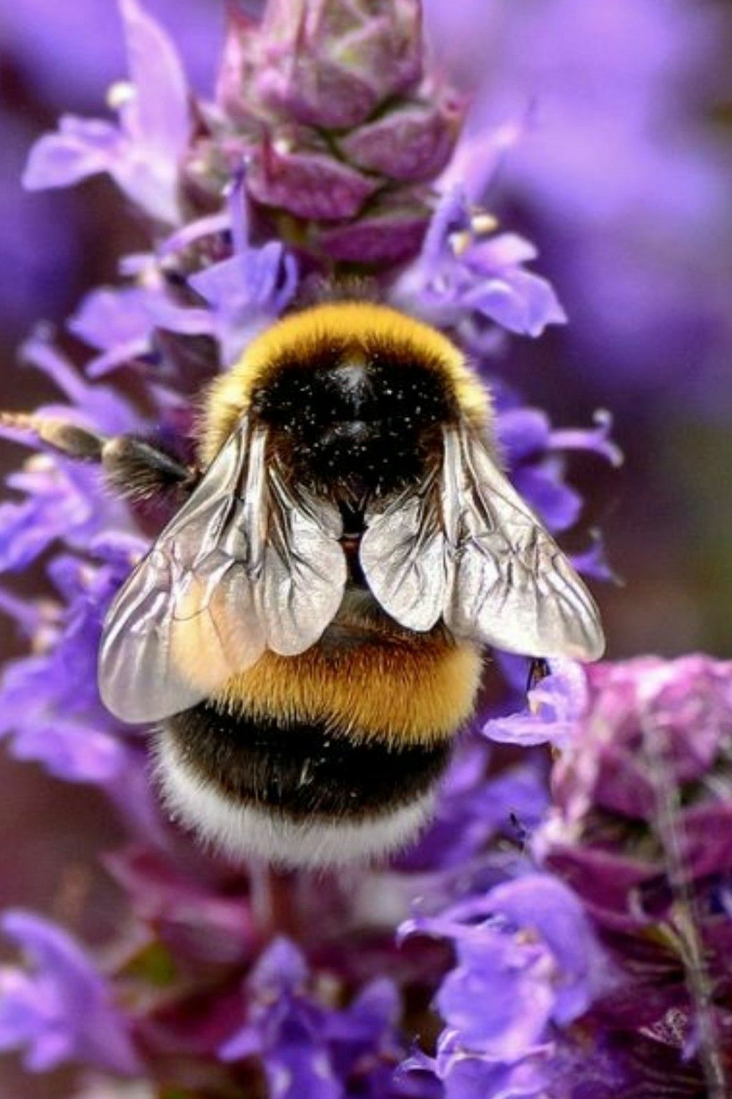 cute fuzzy bumble bee