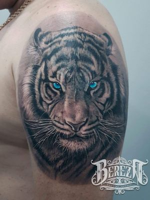 Tiger (5 hours) #berrzatattoo #tigertattoo #blueeyes #blackandgray #realism 