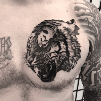 Realistic black and grey fineline tiger tattoo. Id love to do more poeces like this one!