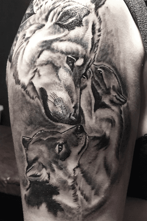 For booking mail me krismengio@gmail.com or instagram.com/krismengiotattoo #krismen #tattoowolf #wolf #realistic #realism #blackandgrey #tattooart 