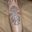 Ornamental 