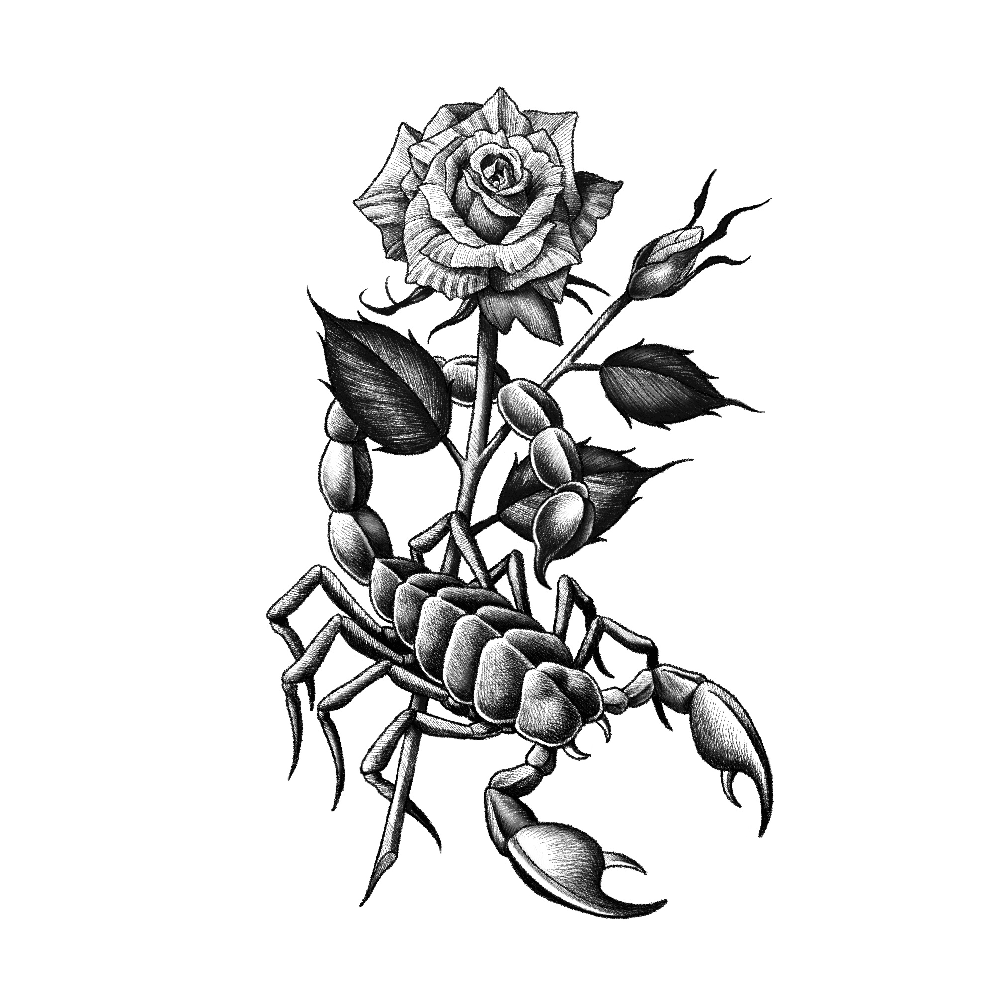 Scorpion and red rose tattoo  Tattoogridnet
