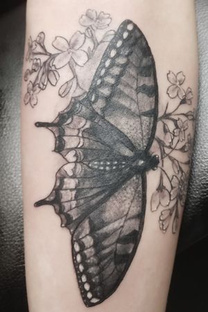 Black Swallowtail butterfly from today 🦋#butterflytattoo #butterfly #swallowtail #blackandgreytattoo #blackandgraytattoos 