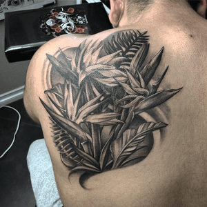 Birds of paradise arrangement for clients first good size tattoo.  I grew up seeing these all over as well.  Had fun arranging these.  On to the next bless!  #peaces #blackandgrey #flowertattoo #birdofparadiseplant #guyswithtattoos #hustle #motivate #humble #grind #beyondkreation #bng #realismtattoo #empireinks #flow #learnandgrow #fullerton #oc #arte #tatuaje #inkedlife #shouldertattoo #clippers #artistfirst #birdsofparadise