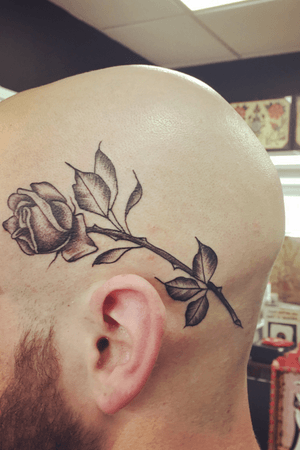 Head rose from yesterday 