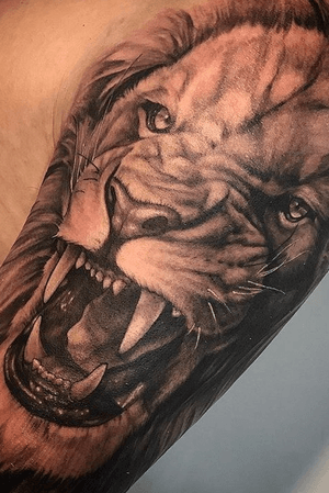 Black and grey lion 