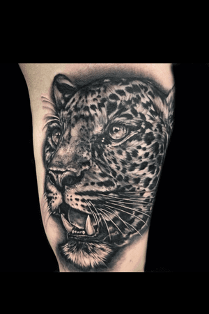 Leopard portrait. 