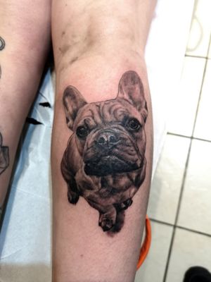 French bulldog"Bruce" from today
