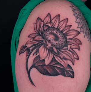 Black and Grey Sunflower - MelB