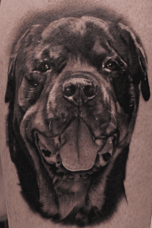 First one from my guest spot @victimsofink #melbourne #victoria #australia #art #artist #tattoo #tattooartist #tattooist #tattooer #tattooed #tattoos #portrait #portraittattoo #dogportrait #dogtattoo #rottweiler #rottweilersofinstagram #rottweilertattoo #blackandgreytattoo #blackandgraytattoo