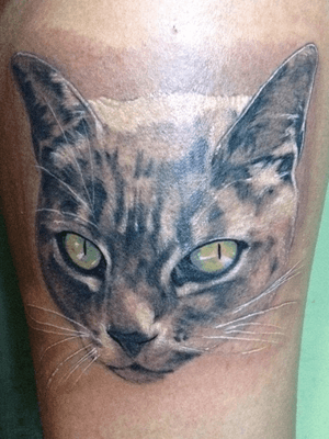 #cat #catportrait #animal #pet #realism #blackandgrey 