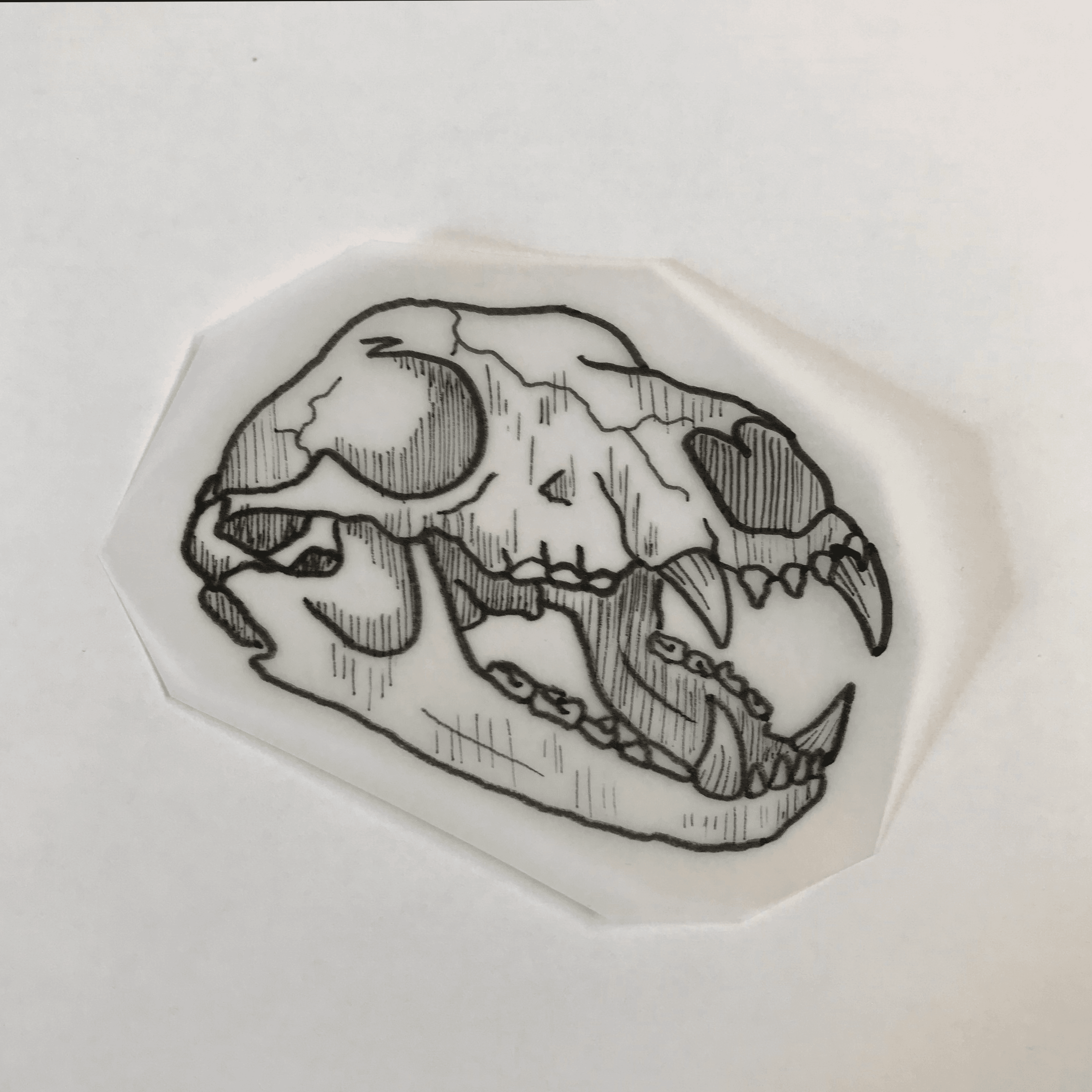 Bear skull tattoo by Roy Tsour | Post 30381