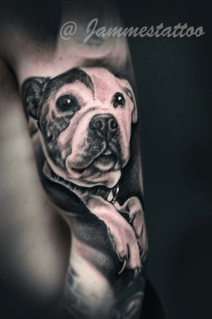 Dog portrait tattoo by jammes