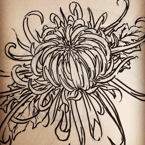 Chrysanthemum sketch